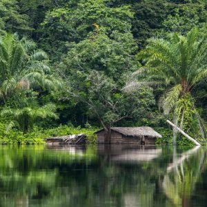 La tourbière de la Cuvette centrale du Congo : un trésor écologique pour notre planète